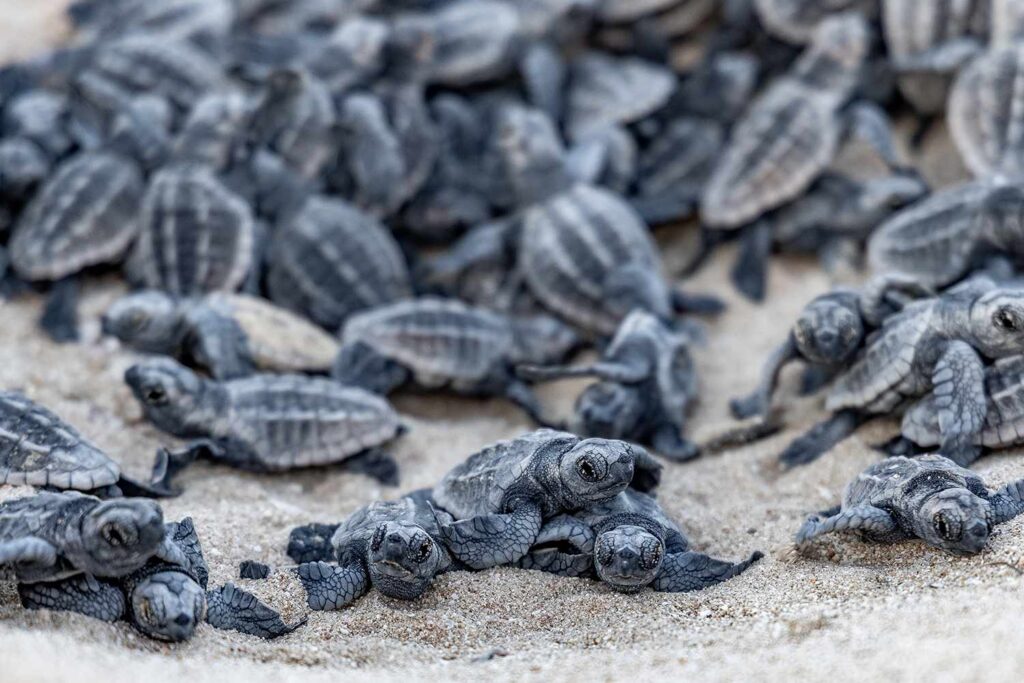 55 Baby Turtles Found Dead on Florida Road. Experts Say Disorienting Residential Lights Are to Blame