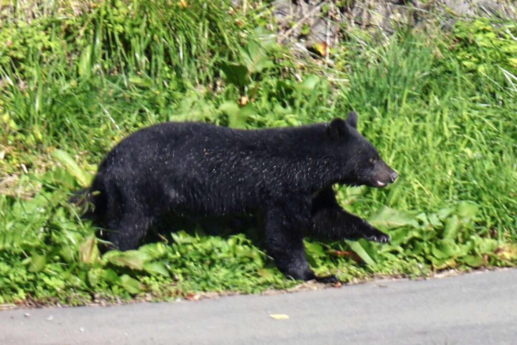 Tourist Airlifted to Hospital After Being Attacked by a Black Bear While Visiting a Popular Lake