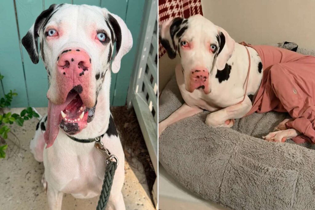 Woman Forgot Crucial Medical Device for Her 132-Lb. Dog’s Surgery. Her Solution Was a $70 Jumpsuit (Exclusive)