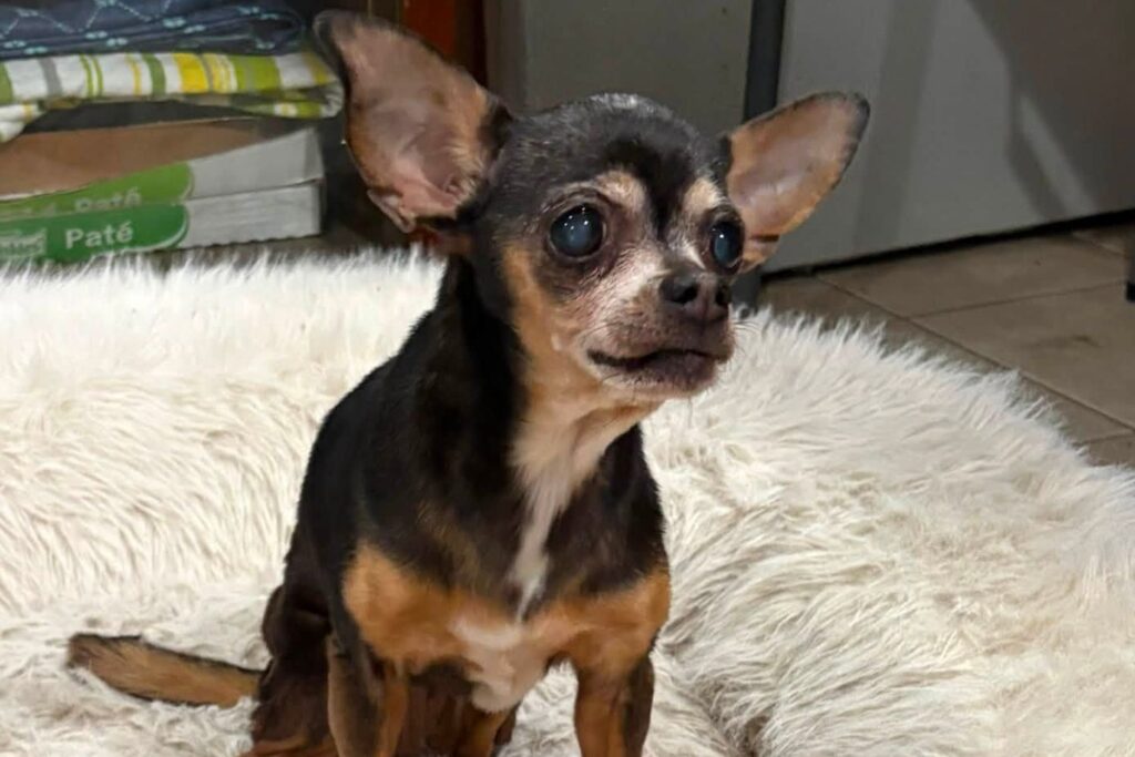 Dog Reunited with Owner After 12 Years: ‘The Stars Aligned for This’ (Exclusive)