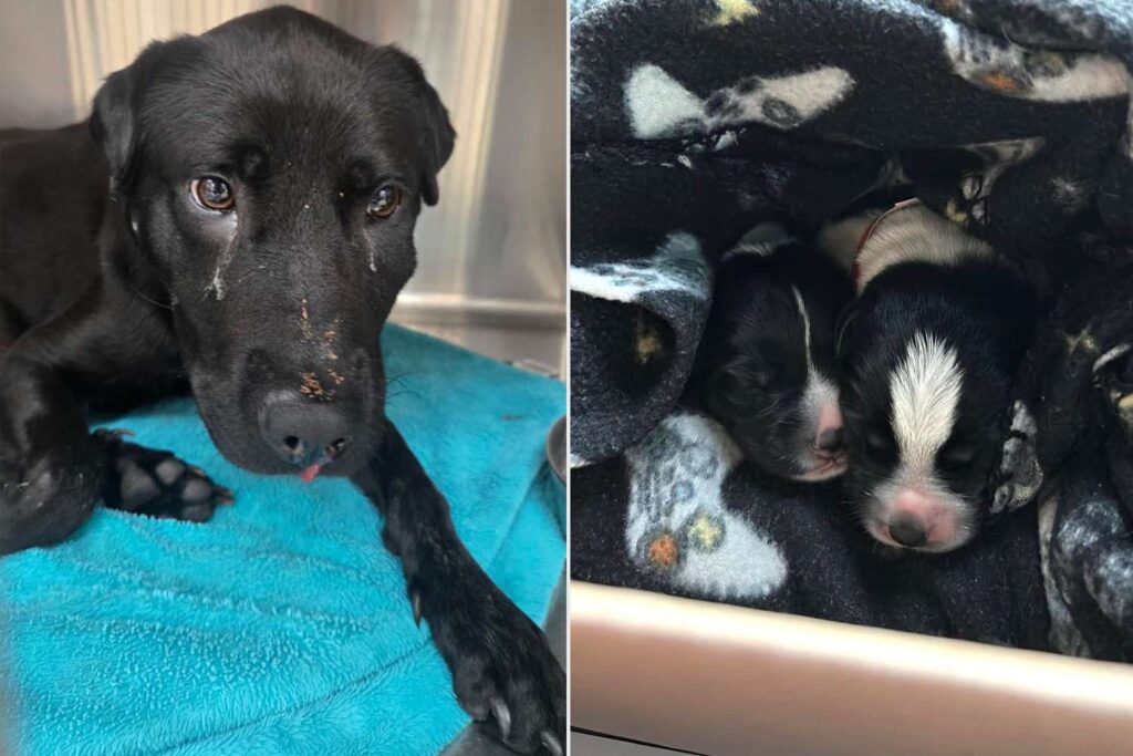 Dog Gives Birth to 5 Puppies After Getting Shot in the Face and Nurses Babies Even Though ‘She Could Barely Breathe’