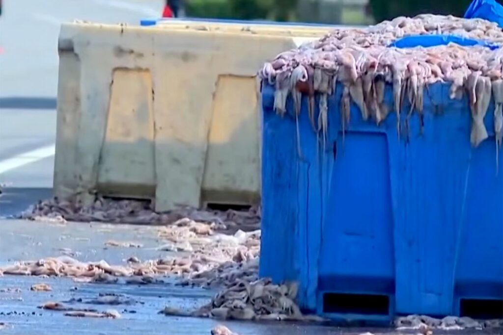 Tractor-Trailer Overturned Onto Road, Spilling Over 20 Tons of Squid That Blocked All Lanes of Traffic