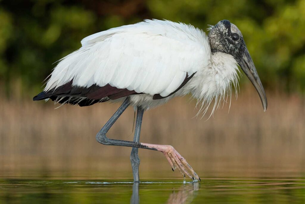 A Florida Couple Buys a 45-Acre Swamp to Protect the Land. Now, 275 Wood Storks Live There, and the Species Is No Longer Endangered