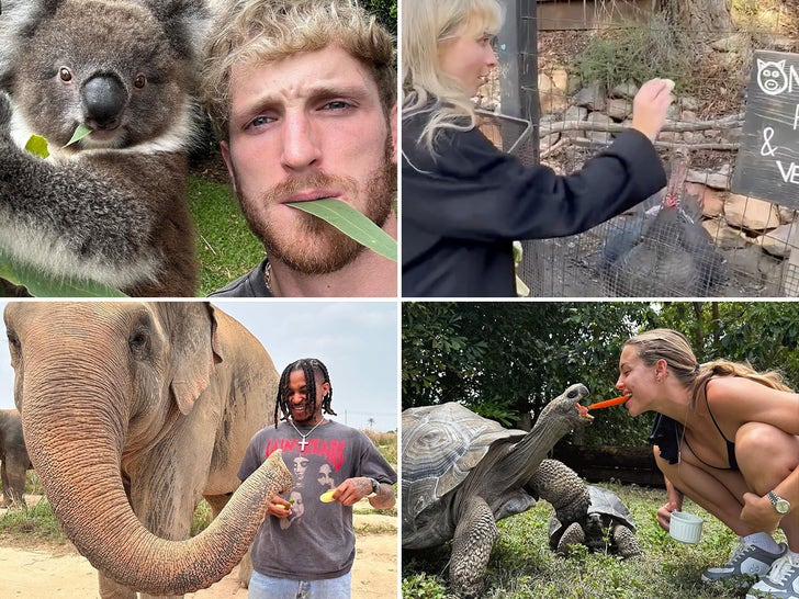 Stars Feeding Animals