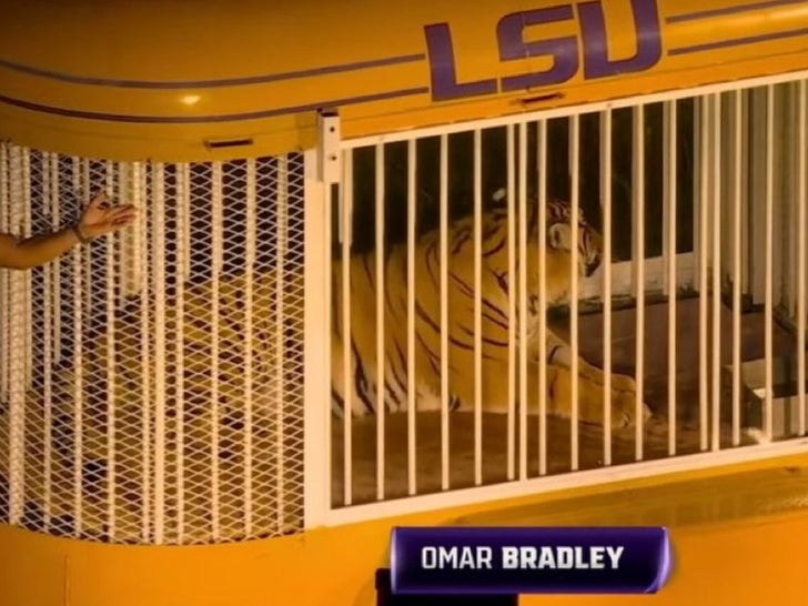 lsu tiger