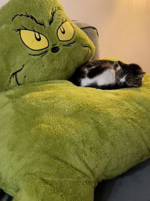 Cat Who Loves Watching The Grinch Movies on Repeat