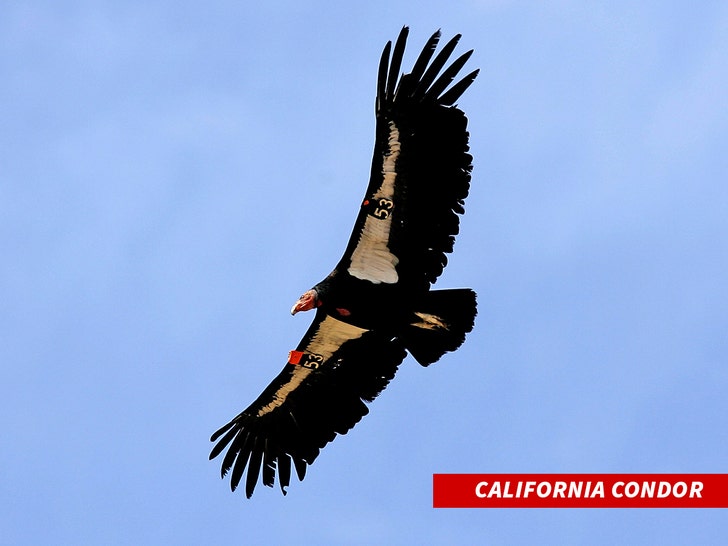 California condor