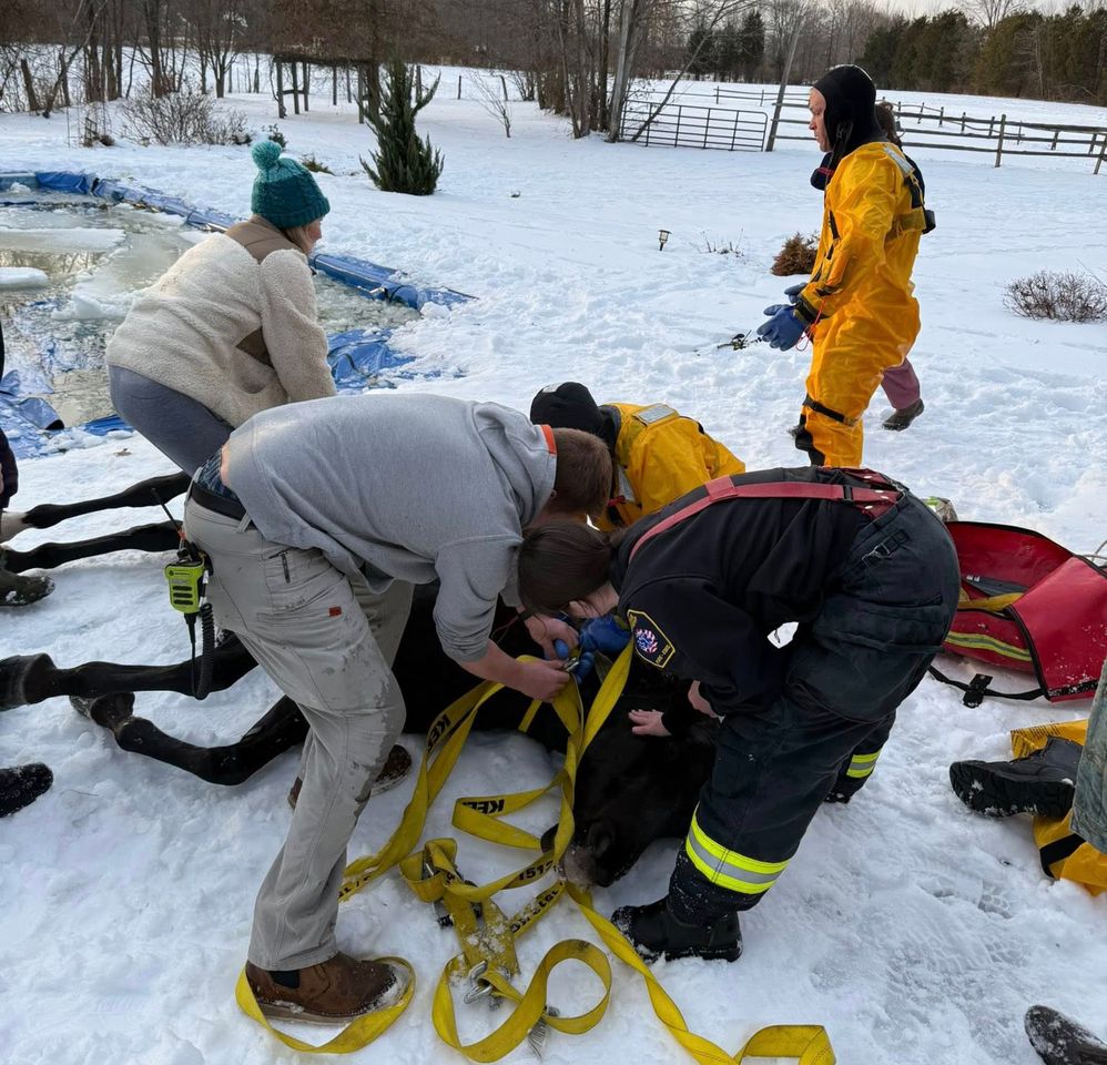 Firefighters Save Horse That Fell in Icy Pool Monroe Township FIRE & EMS - Clermont County