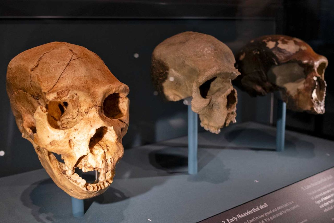 Neanderthal skulls at the Human Evolution exhibition at the Natural History Museum in LondonCredit: Mike Kemp/In Pictures via Getty