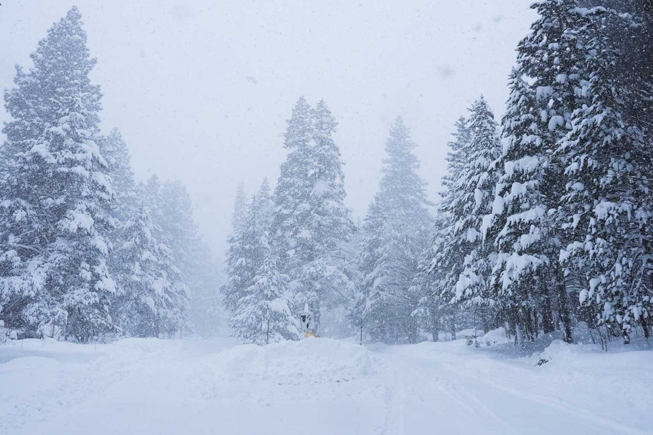 Pine trees are covered in snow during a storm on Tuesday, Feb. 17, 2026 in Truckee Calif AP Photos/Brooke Hess-Homeier