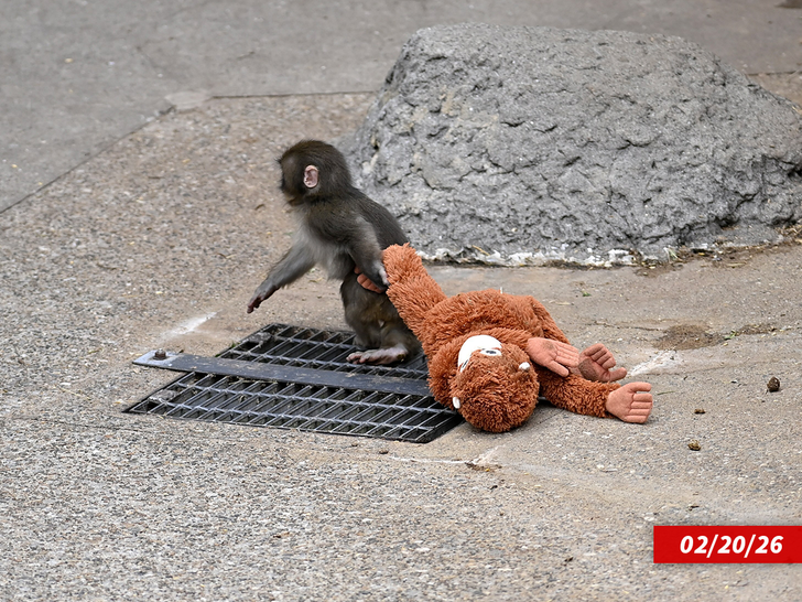 punch monkey getty 2