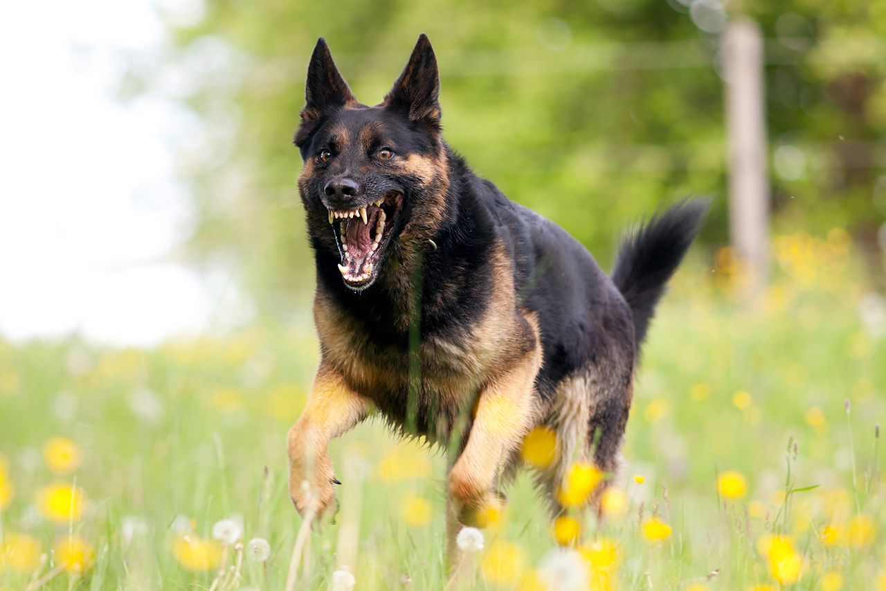Aggressive german shepard dor run close with opened mouth and show teeth frontal German shepherd running with an opened mouthCredit: Getty