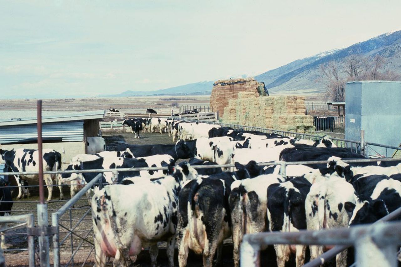 Photo of Holstein cows Courtesy of Linda Rhodes