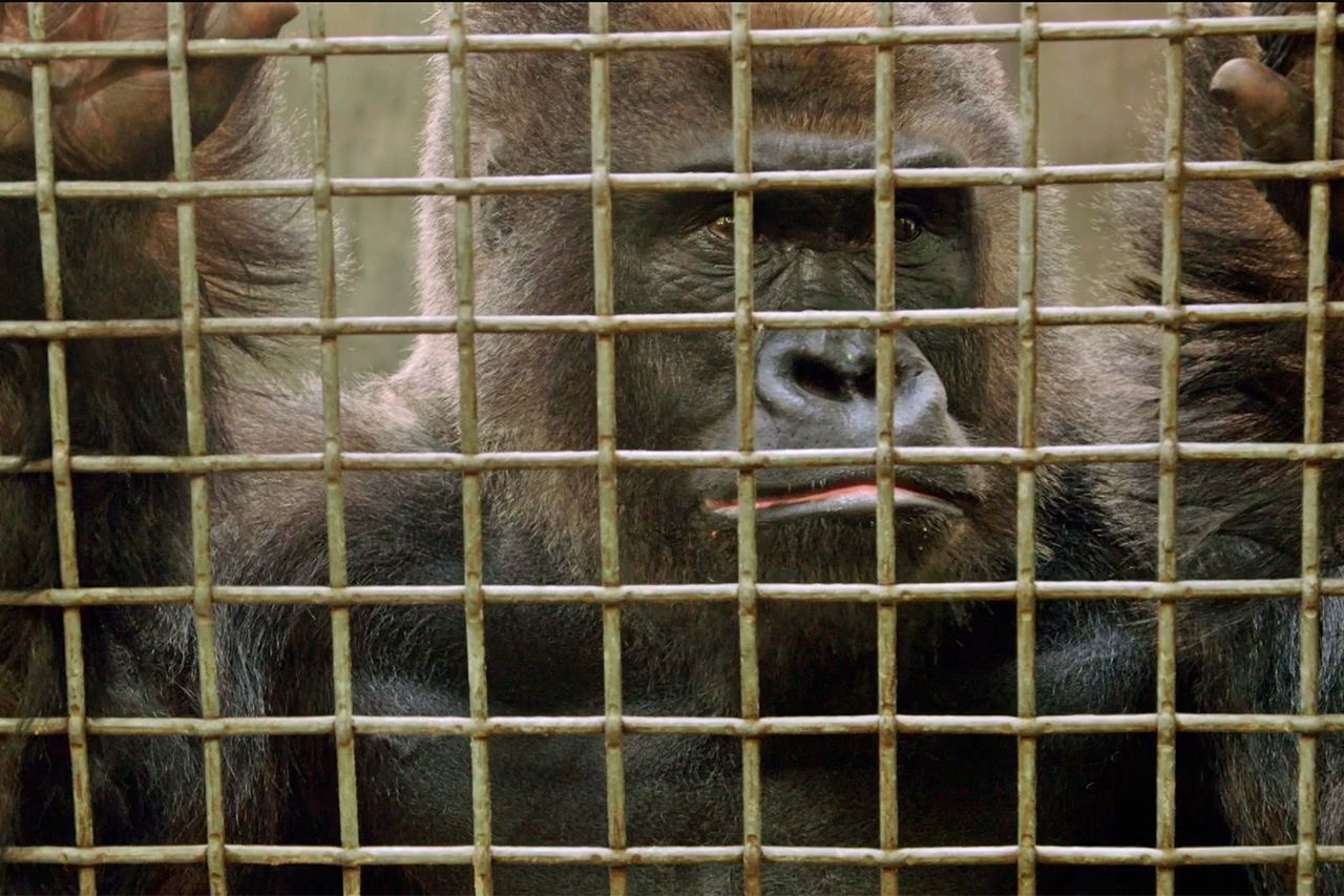 Ntondo, Bronx zoo gorilla Ntondo, Bronx zoo gorilla Animal Planet