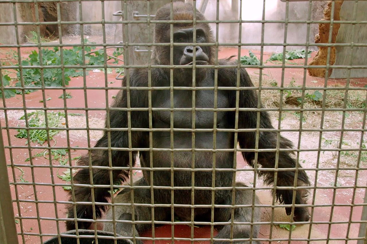 Ntondo, Bronx zoo gorilla Ntondo, Bronx zoo gorilla. Animal Planet