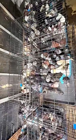 Pigeons in a cage A few dozen of the over 550 birds rescued from one property in North Carolina Guilford County Animal Services