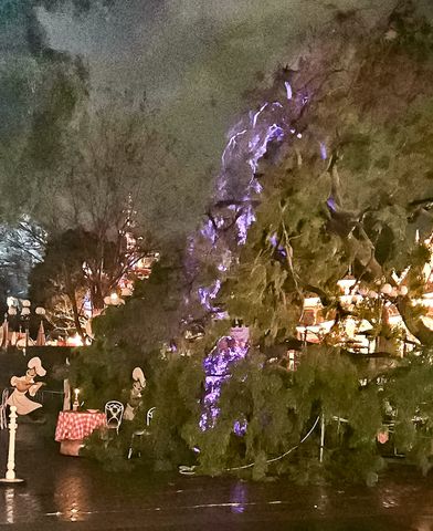 Disneyland Park Guests Hit By Fallen Tree While Sitting Down at Table Disneyland Park Guests Hit By Fallen Tree Courtesy LeWanda Joseph