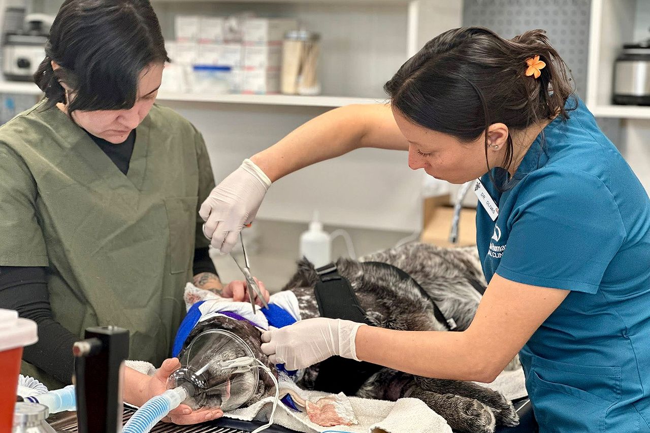 Half blind dog survives fighting off bear to protect family Honey receiving treatment at Española HumaneCredit: Española Humane