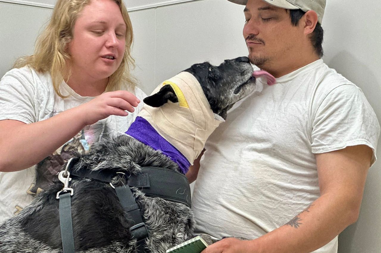 Half blind dog survives fighting off bear to protect family Honey the senior dog with her owners after surviving a bear encounterCredit: Espanola Humane