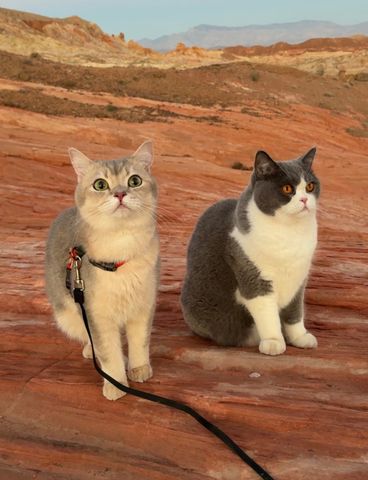 Lazar Joksimovic's catsCredit: courtesy Lazar Joksimovic/@louieandtodd