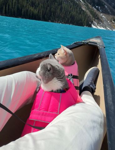 Lazar Joksimovic's cats in a canoeCredit: courtesy Lazar Joksimovic/@louieandtodd