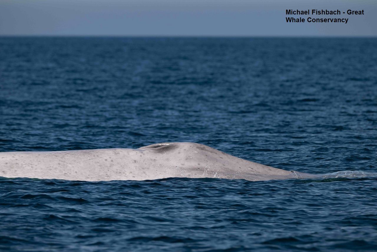 Blue whale with albinism spotted near Loreto National Park in MexicoCredit: Michael Fishbach/Great Whale Conservancy