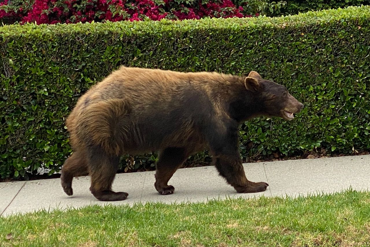 A stock photo of a bear walking in neighborhood in Los Angeles. A stock image of bear walking in a Los Angeles neighborhoodCredit: Getty