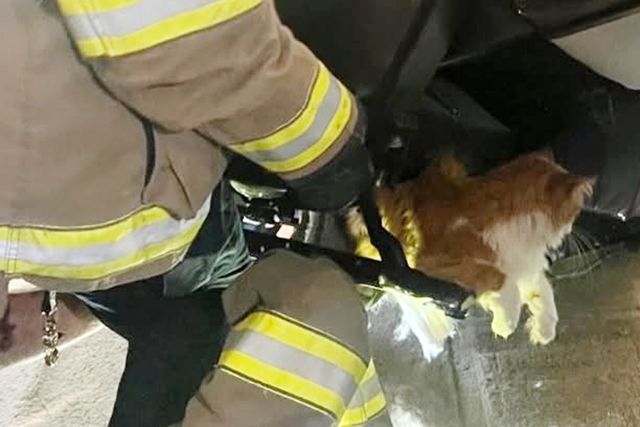 Cat rescued by firefighters after hiding in chair to escape vet visit. Firefighters had to use a saw to free the ginger and white felineCredit: Overland Park Police Dept.