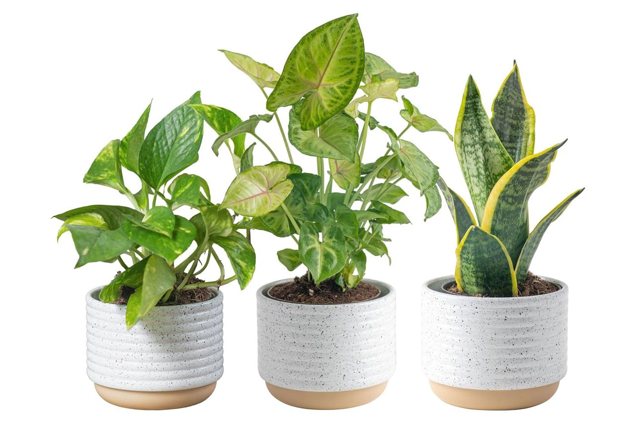 Costa Farms Live Plants Credit: Amazon