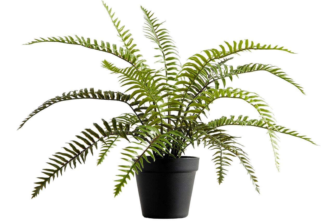 faux potted wild fern Credit: Pottery Barn