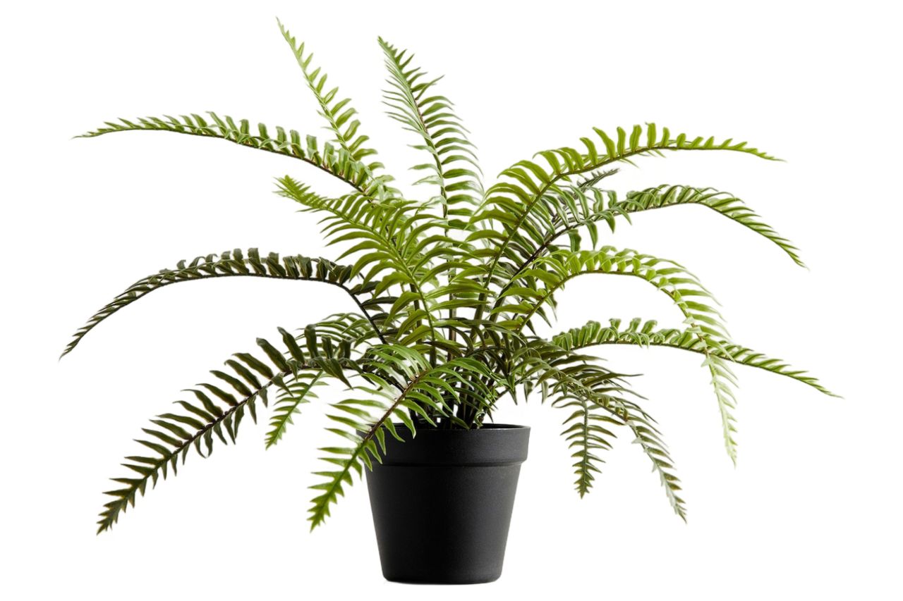 Faux Potted Wild Fern Credit: Pottery Barn