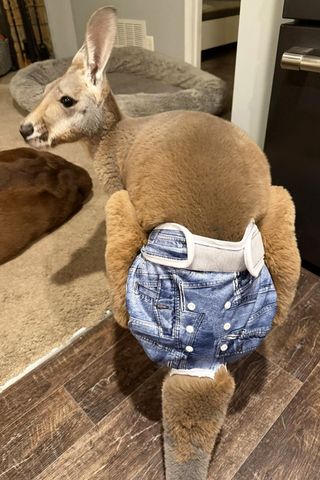 Kangaroo Wearing Denim Diaper Escapes from Wisconsin Petting Zoo Kangaroo Wearing Denim Diaper Escapes from Wisconsin Petting ZooCredit: Sunshine Farm - Necedah/ Debbie Marland