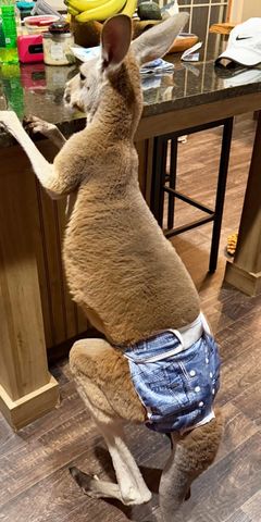 Kangaroo Wearing Denim Diaper Escapes from Wisconsin Petting Zoo Kangaroo Wearing Denim Diaper Escapes from Wisconsin Petting ZooCredit: Sunshine Farm - Necedah/ Debbie Marland