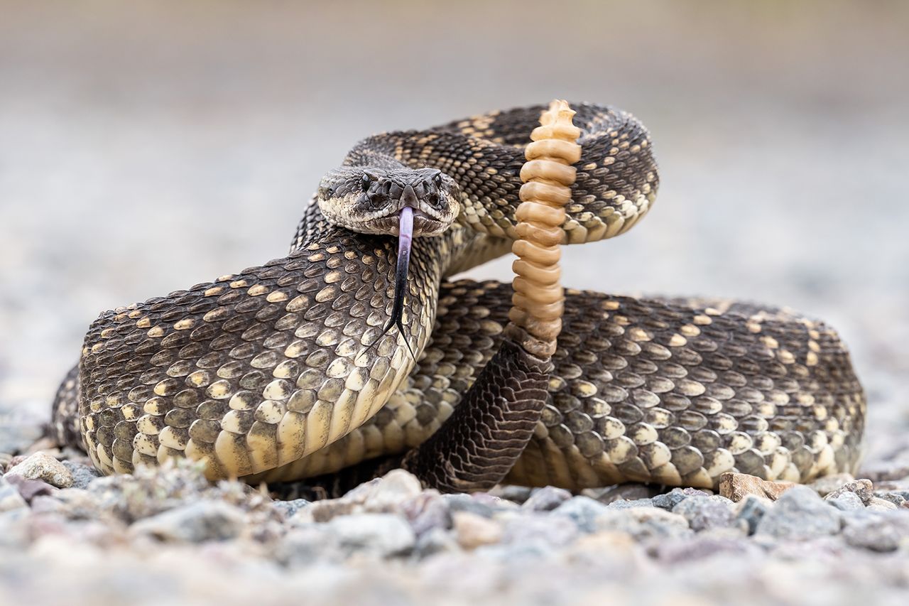 A 46-year-old woman died after being bitten by a rattlesnakeCredit: Getty