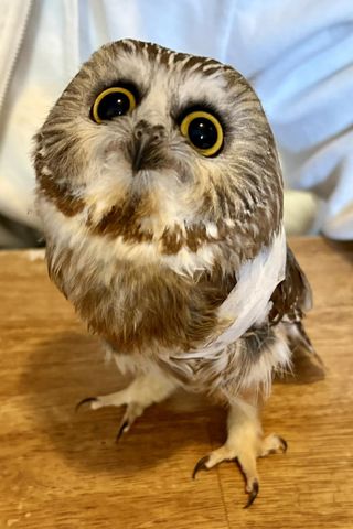 The rescued owl with her wing wrapCredit: Newhouse Wildlife Rescue/Facebook