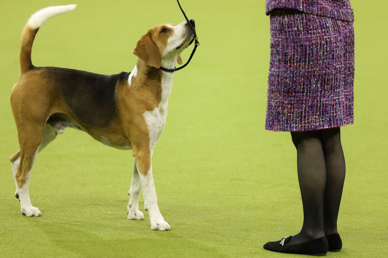 A Harrier dog competing in a dog showCredit: CHARLY TRIBALLEAU/AFP via Getty