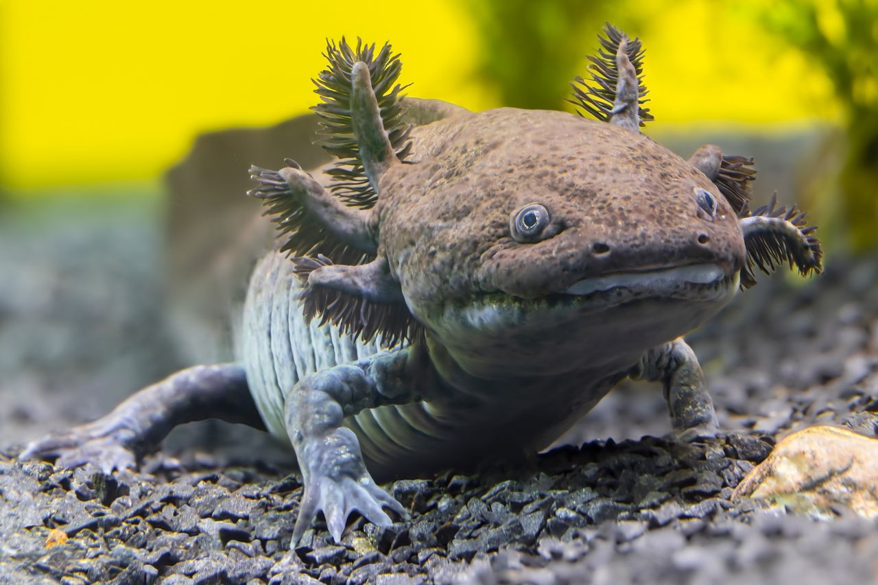 Axolotl (stock image)Credit: Getty