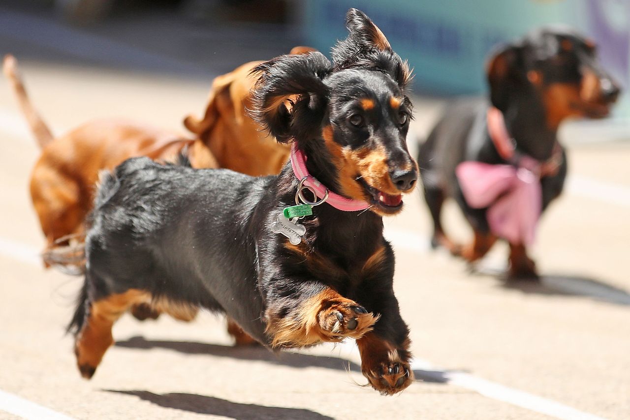 Stock photo of dachshundsCredit: Scott Barbour/Getty