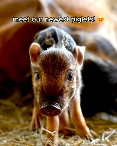 Red river hog pigletCredit: Disney Parks/instagram