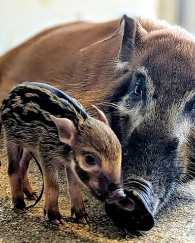 River Hog Piglet and their Mom at Walt Disney World's Animal Kingdom LodgeCredit: Disney Parks/instagram
