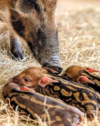 Red river hog piglets with their mom at Walt Disney WorldCredit: Disney Parks/instagram