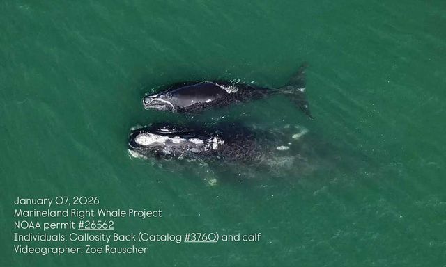 Right Whales North Atlantic right whales.Credit: Marineland Right Whale Project; Photo by Zoe Rauscher