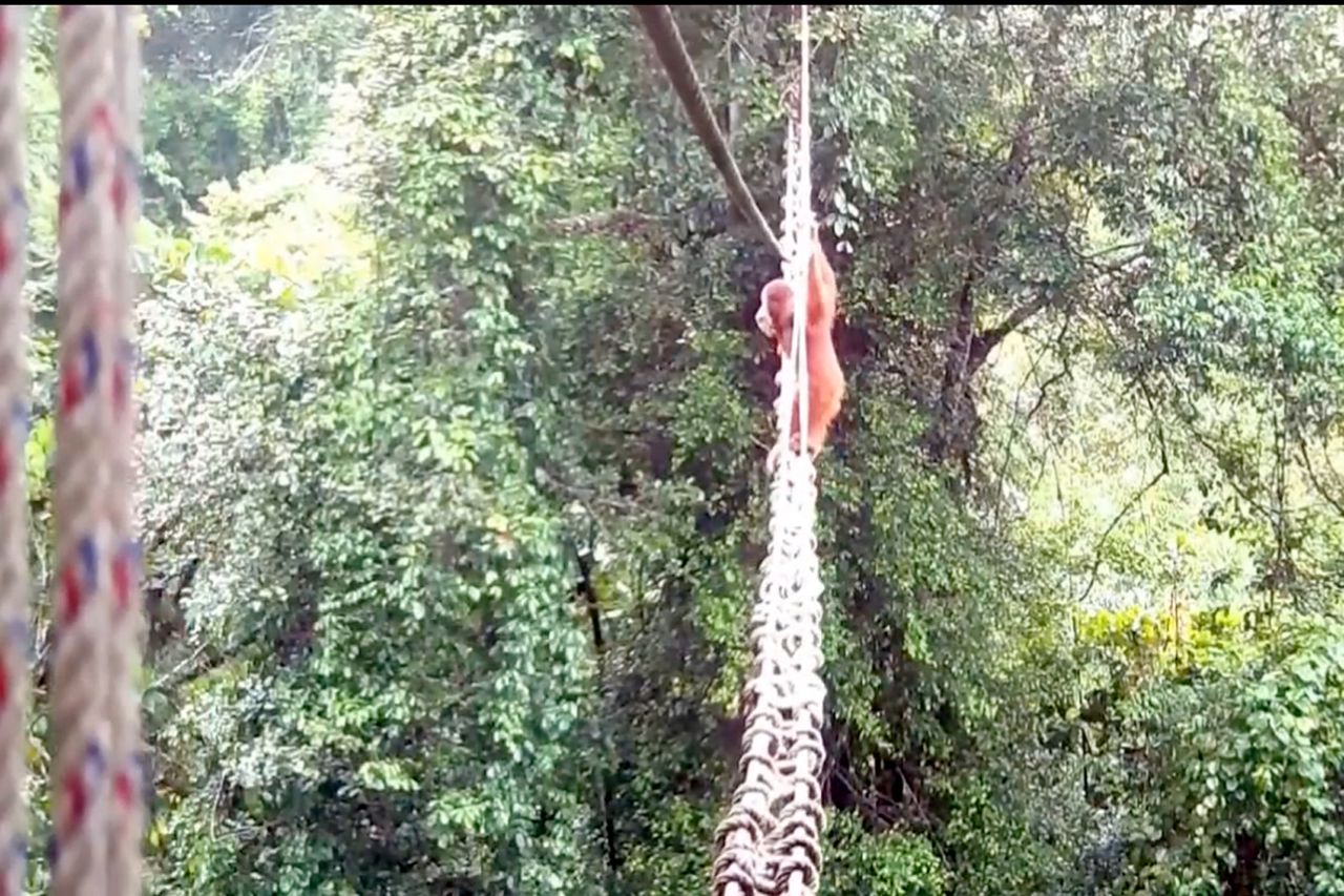 An orangutan on a canopy bridgeCredit: SUMATRAN ORANGUTAN SOCIETY/TAHUKAH