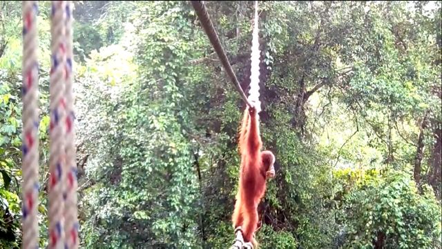 A Sumatran orangutan using a canopy bridge in Indonesia for the first timeCredit: SUMATRAN ORANGUTAN SOCIETY/TAHUKAH