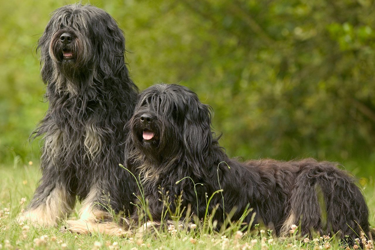 Polish lowland sheedogs sitting on grassCredit: Auscape/Universal Images Group via Getty