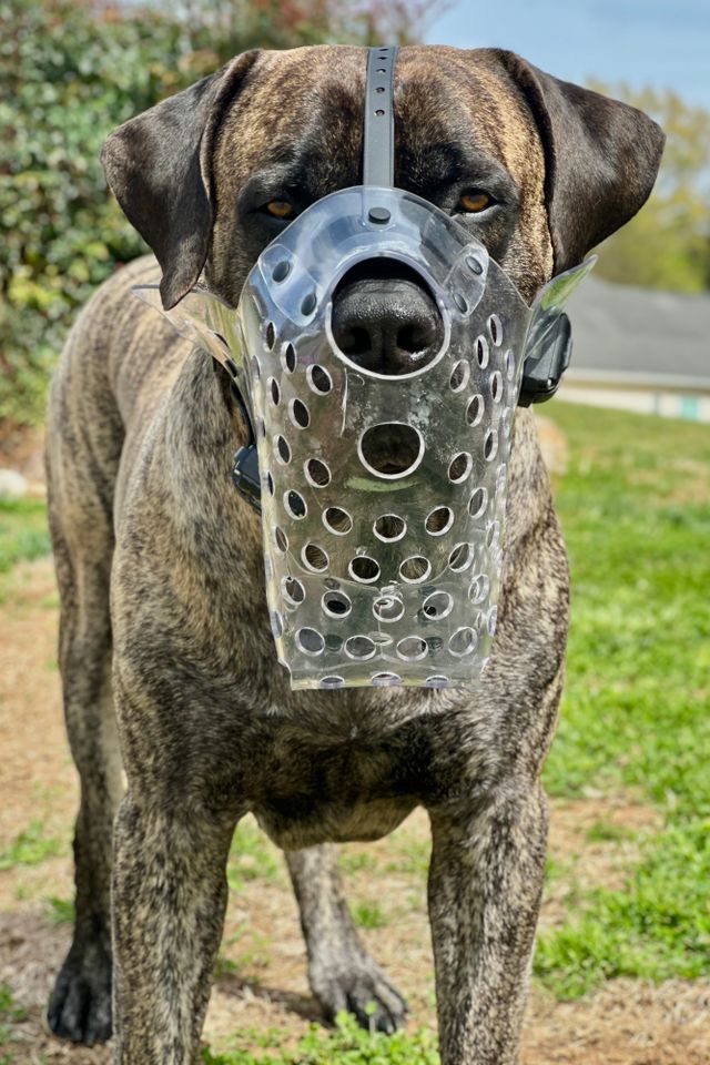 A Boerboel dog in a muzzleCredit: Courtesy of Stephanie Fallon