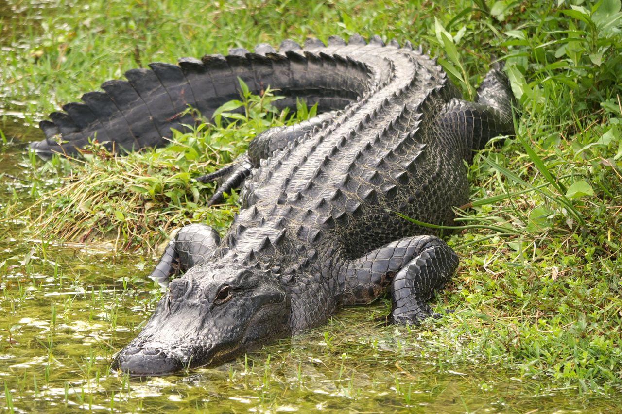 Alligator at Big Cypress National Preserve in Florida Alligator at Big Cypress National Preserve in FloridaCredit: Getty