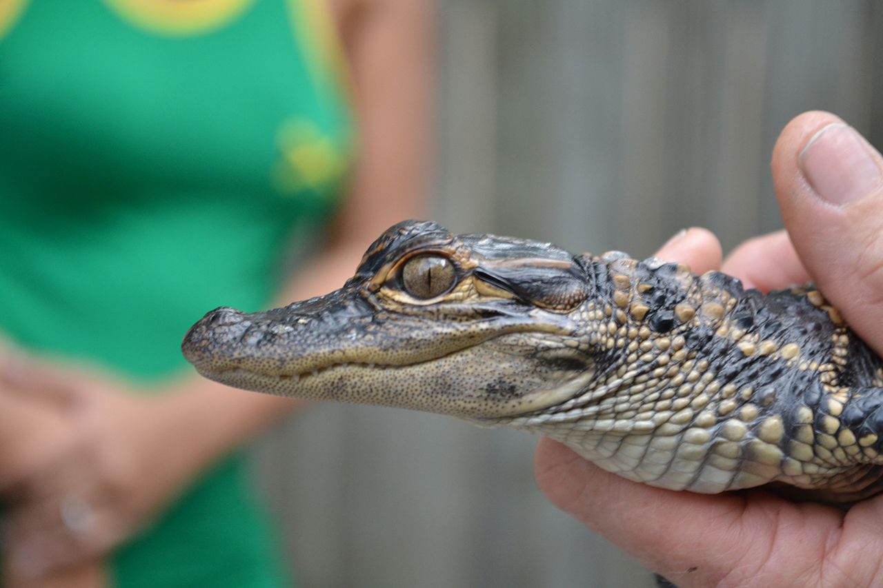 Person holding a baby alligator with another person blurred in the background Person holding a baby alligator.Credit: getty