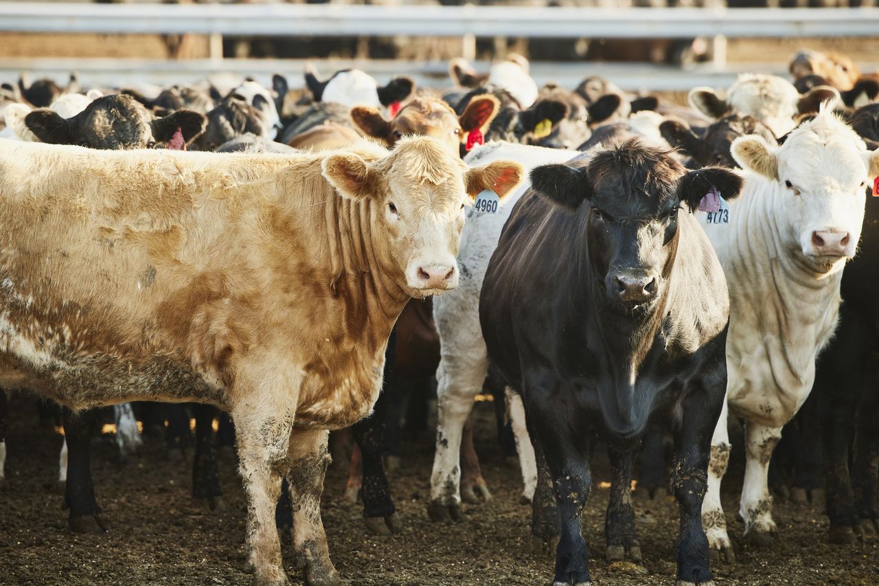 Stock image of cattle on a farmCredit: Getty