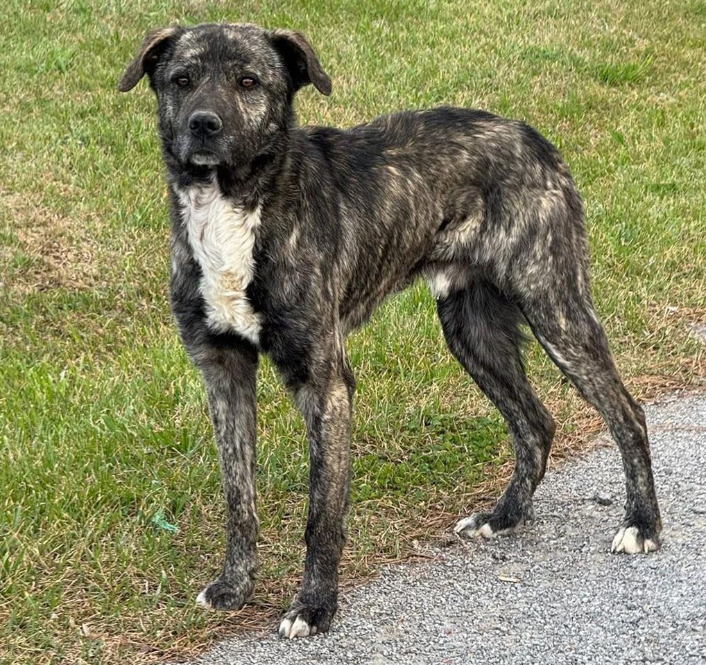 One of the dogs rescued by the Walker Country Animal ShelterCredit: Walker County Animal Shelter/Facebook